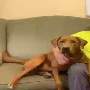 lost male dog gordon